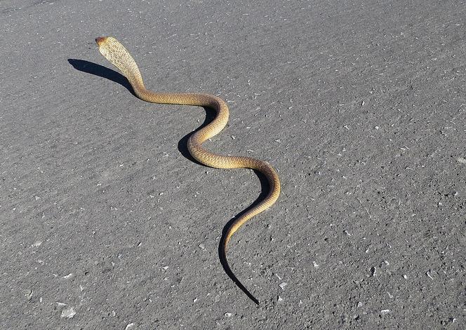 Cobra du Cap,  espèce de la famille des Élapidés.