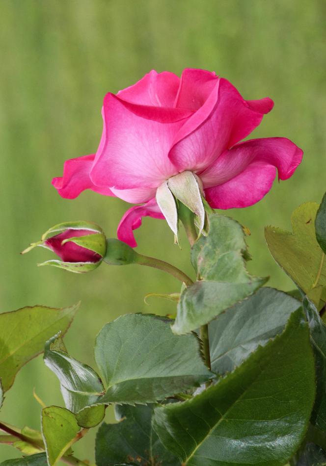 Rose Manou Meilland dans le jardin des Plantes, au Mans, en juin 2024.