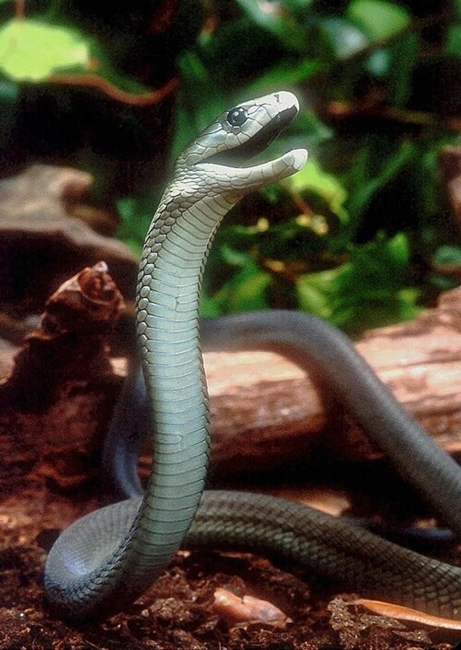 Mamba noir (Dendroaspis polylepis)