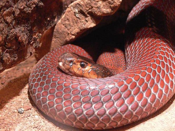 Cobra cracheur rouge (Naja pallida).