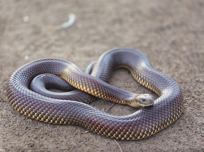 Serpent de la Mulga (Pseudechis australis), de la famille des Élapidés.