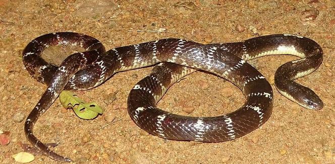 Bongare indien (Bungarus caeruleus)