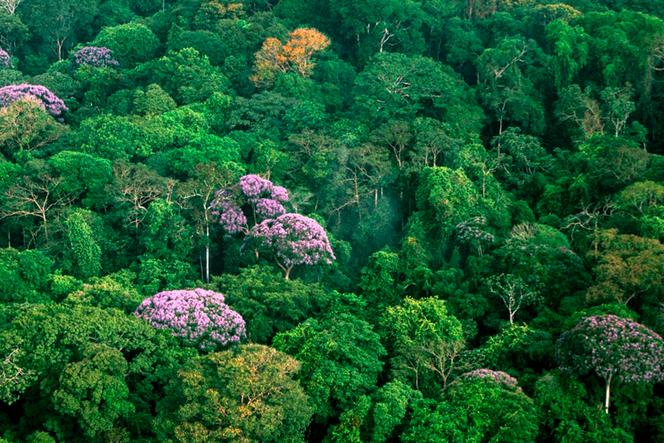 La canopée de la jungle du Darién sur l’île Barro Colorado (Panama), en décembre 2006.