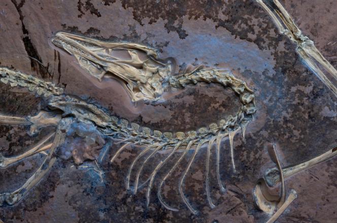 L’archéoptéryx du Muséum Field d’histoire naturelle de Chicago, placé sous une lumière ultraviolette qui rend visibles certains tissus mous, dont les plumes.
