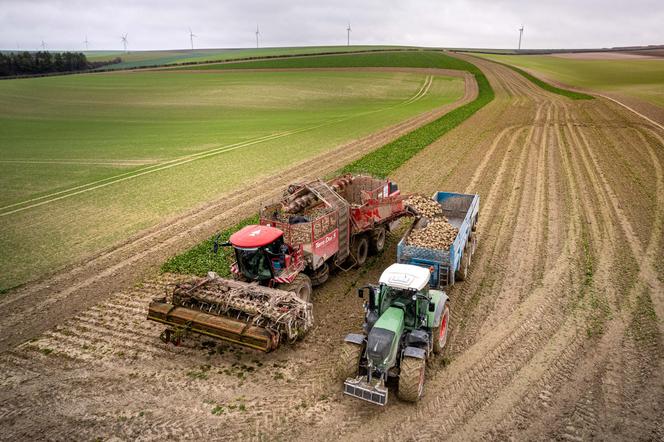 Récolte de betteraves à Dommartin-Varimont (Marne), le 19 décembre 2023.