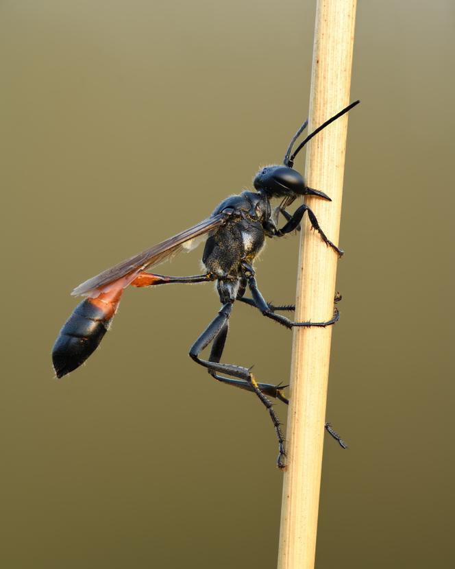 Une femelle « Ammophila pubescens », à Kulna, en Estonie, le 22 août 2022.