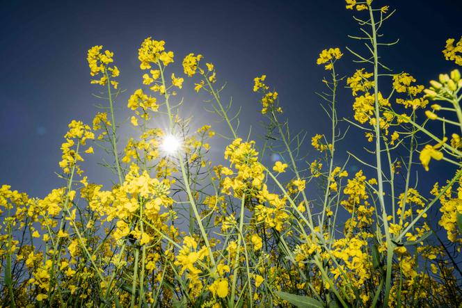 Un champ de colza au soleil, au Danemark, le 15 mai 2025.