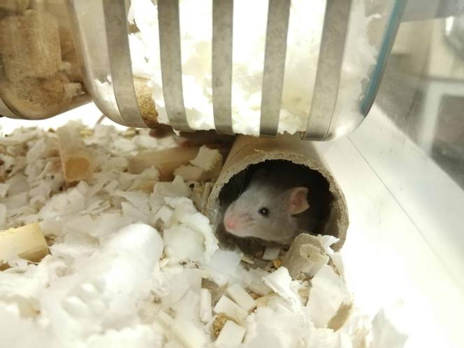 Souris de laboratoire en attente d’adoption, recueillie par l’association Ethosph’R, en février 2024.