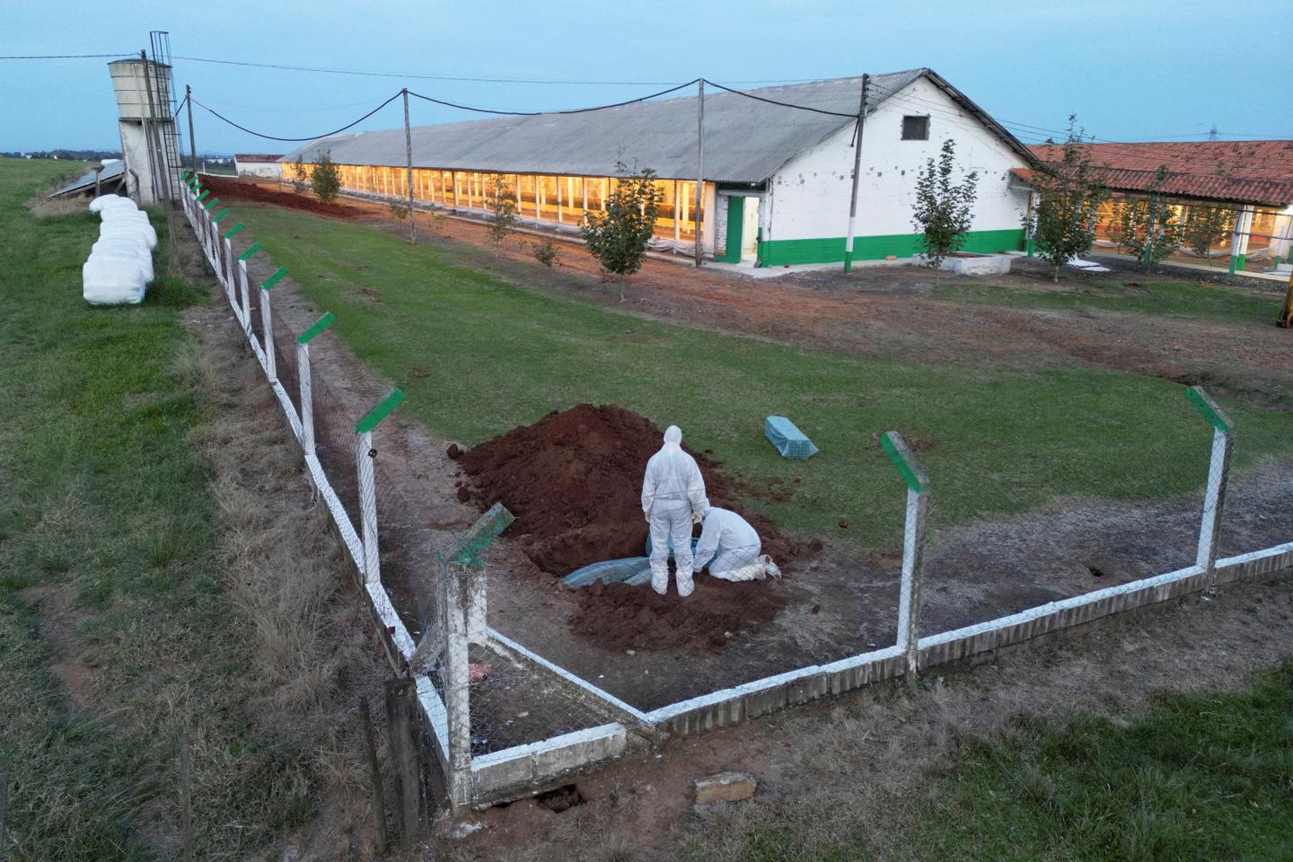 Brazil on alert after outbreak of avian flu detected