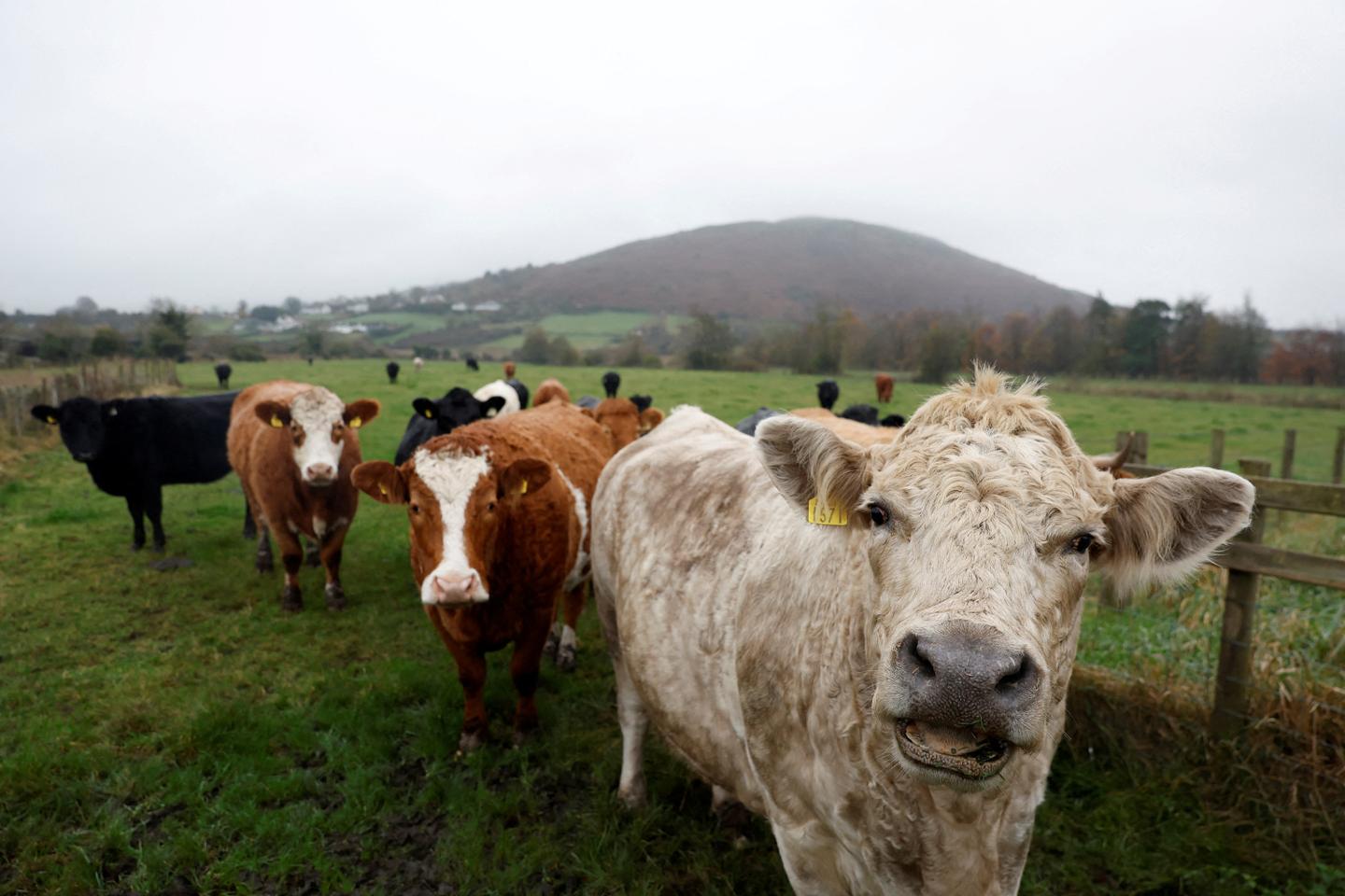 UK identifies atypical case of mad cow disease