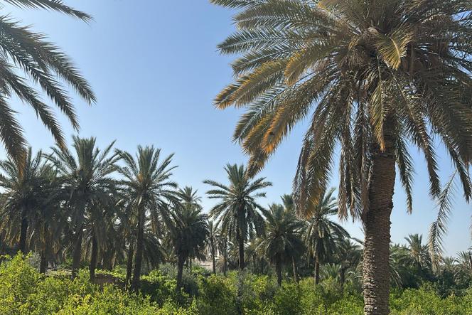L’oasis de Chenini en mai 2025.