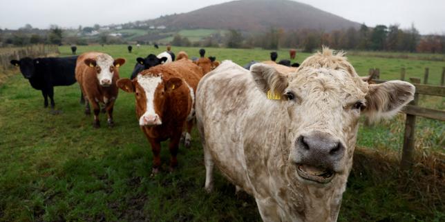 UK identifies atypical case of mad cow disease