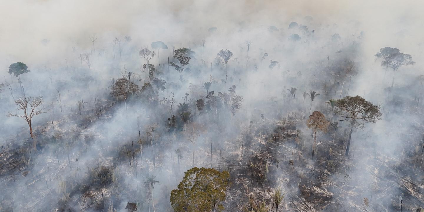 Les forêts primaires tropicales ont subi en 2024 leur pire recul depuis une vingtaine d’années