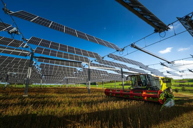 Sur un site agrivoltaïque à Amance (Meurthe-et-Moselle), le 12 octobre 2022.
