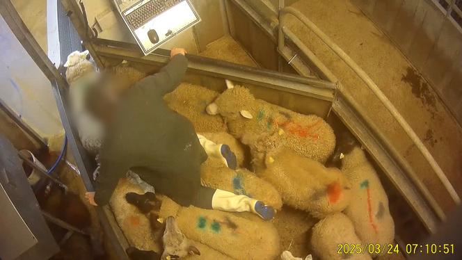 L’abattoir de Meaux filmé par l’association L214, le 24 mars 2025.