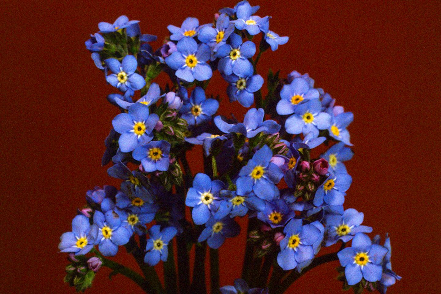 Trois fleurs printanières à offrir aux beaux jours