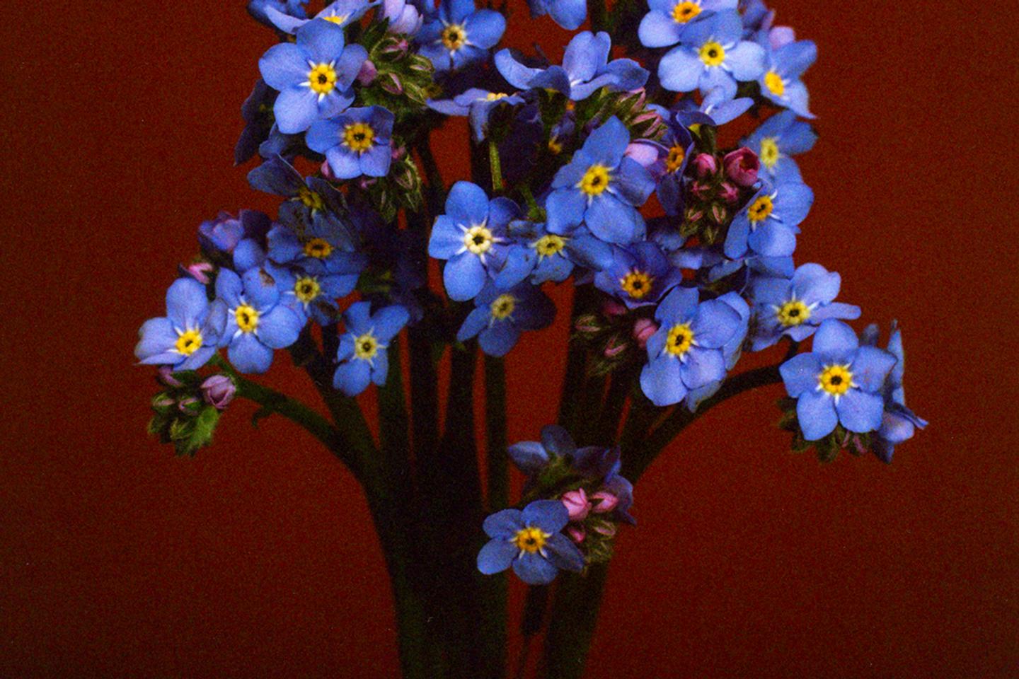 Le myosotis, ange bleu tombé du ciel