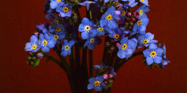 Le myosotis, ange bleu tombé du ciel