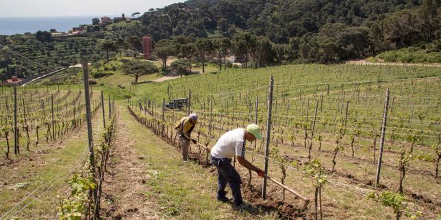 En Italie, Gorgona, l’île-prison à ciel ouvert