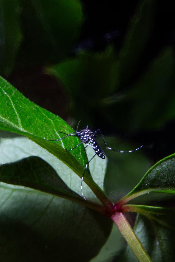 Le moustique-tigre (Aedes albopictus), sur une feuille de lierre, à Lyon, le 22 juillet 2023.