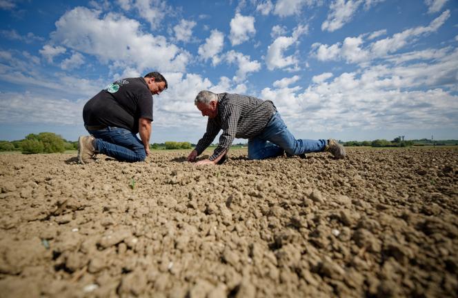Sur une terre agricole victime de la sécheresse, à Renescure (Hauts-de-France), le 11 mai 2025.