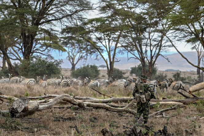 Un officier armé de la Lewa Wildlife Conservancy (LWC) se prépare à se déployer pour une patrouille de sécurité contre le braconnage et les incursions illégales dans la réserve à Meru (Kenya), en juillet 2021.
