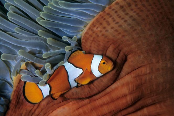 Poisson clown de l’archipel Bismarck, en Papouasie-Nouvelle-Guinée.