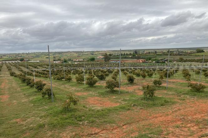 Un champ d’avocatiers près de Tiflet (Maroc), équipé d’un système d’irrigation au goutte-à-goutte et de brumisateurs, en avril 2025.