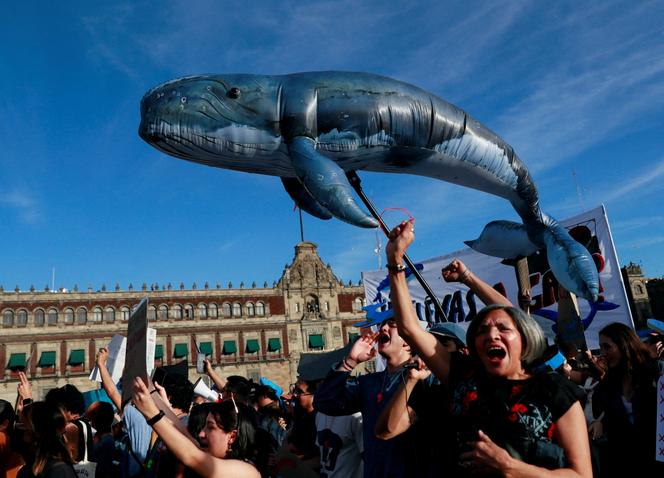 Manifestation contre un projet gazier dans le golfe de Californie, mettant en danger les baleines, sur la place principale Zocalo de Mexico, le 29 janvier 2025.