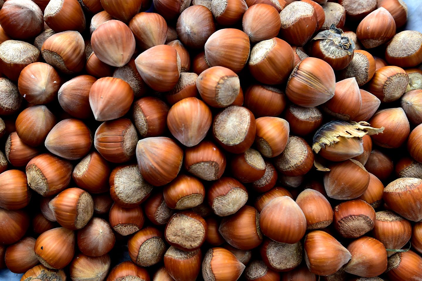 La noisette, la petite filière emblème des défenseurs des néonicotinoïdes