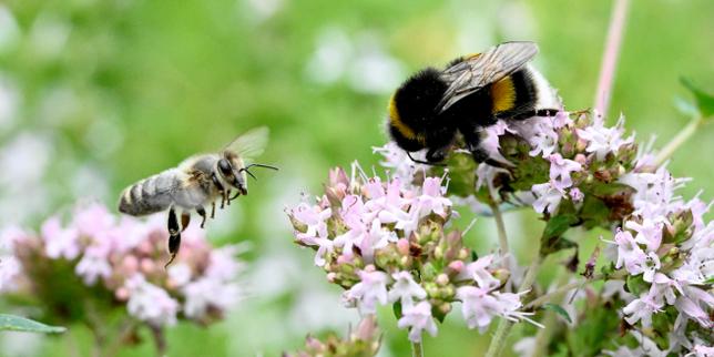 Loi Duplomb : l’acétamipride, le pesticide au cœur des débats, est-il dangereux pour l’environnement et la santé ? thumbnail