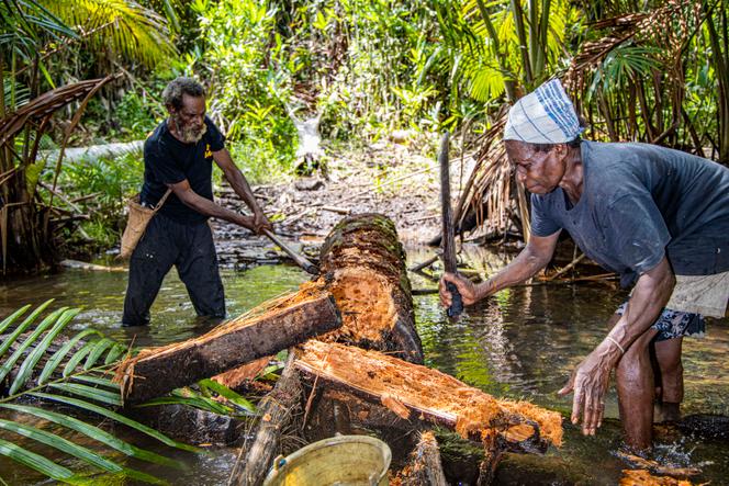 Le chef du clan Kwipalo de la tribu Yei, Vincen Kwipalo (63 ans) et sa femme Alowisia Kwerkujai (58 ans) cherchent des chenilles de sagou dans la forêt coutumière du district de Jagebob, au sud de la Papouasie indonésienne, le 17 mars 2025.