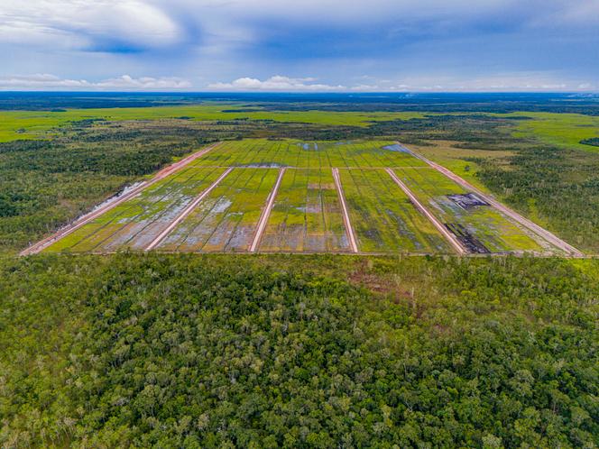 Des rizières sur des terres déboisées, sur le site du projet stratégique national (PSN), près du village de Kaliki, dans le district de Merauke, dans le sud de la Papouasie indonésienne, le 20 mars 2025.