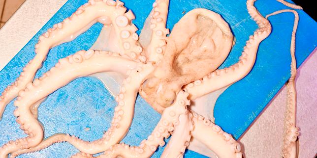 Les ressorts tentaculaires de notre « poulpophilie »