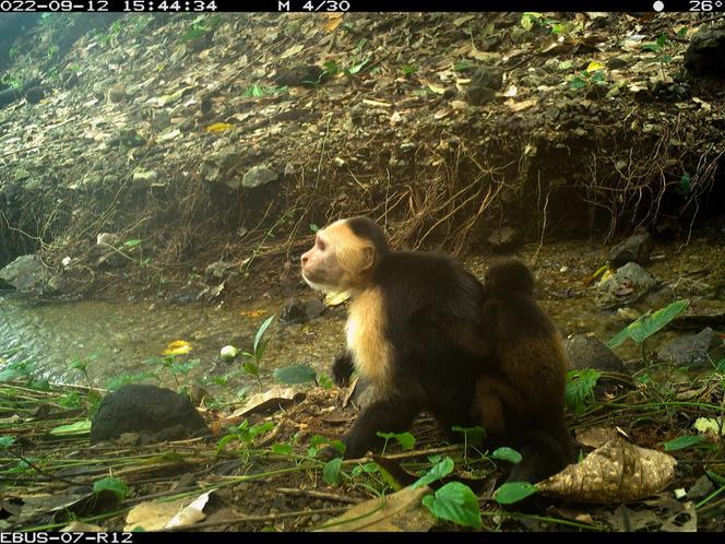 Un capucin portant sur son dos un bébés singe hurleur sur l’île de Jicarón, dans le parc national de Coiba, au large de la côte du Panama.
