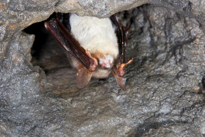 Chauve-souris « Myotis myotis » atteinte du syndrome du nez blanc, en Allemagne, en septembre 2018.