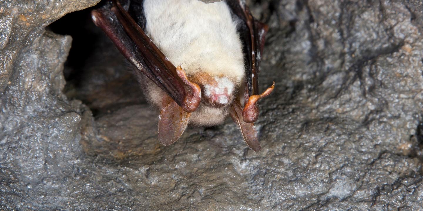The mystery of white-nose syndrome, which is killing US bats, is beginning to unravel