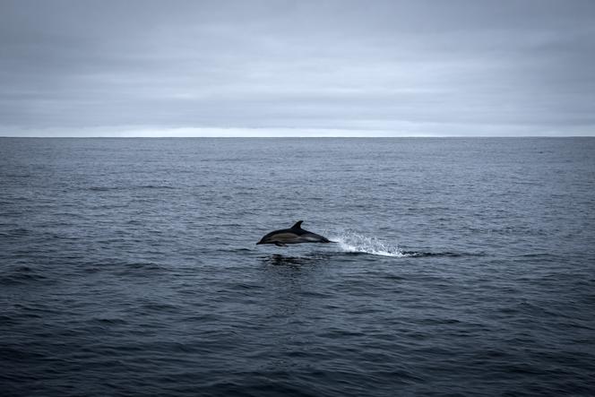 Un dauphin au large de La Rochelle, dans l’océan Atlantique, en février 2024.
