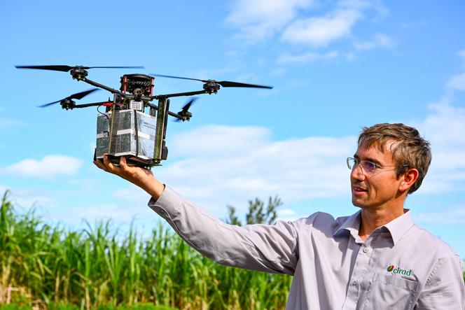 Jérémy Bouyer, entomologiste au Cirad, procède au lâcher de milliers de moustiques au-dessus d'une ravine à Saint-Joseph, dans le sud de l’île de La Réunion, en mai 2021.