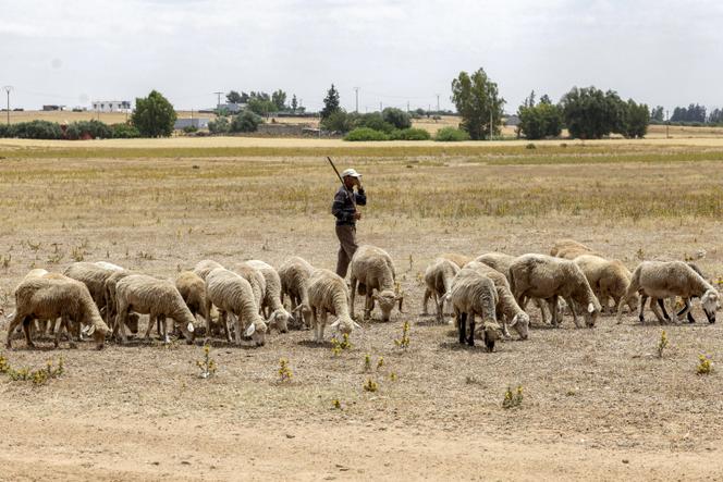 Un berger et ses moutons à Khémisset, au Maroc, le 3 juin 2025.