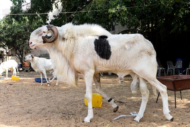 Un mouton ladoum à Dakar, en août 2019.