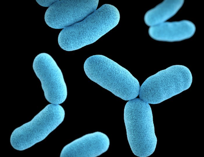Image 3D générée par ordinateur, à partir de données de microscopie électronique à balayage, représentant un groupe de Corynebacterium diphtheriae.