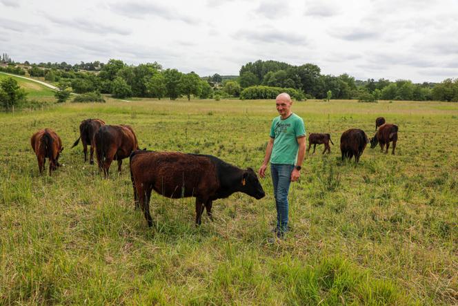 Dans un élevage bio de vaches Lowline, à Garat (Charente), le 27 mai 2025.
