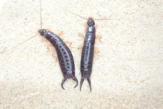 Perce-oreilles maritimes (« Anisolabis maritima ») mâle (à gauche) et femelle (à droite).