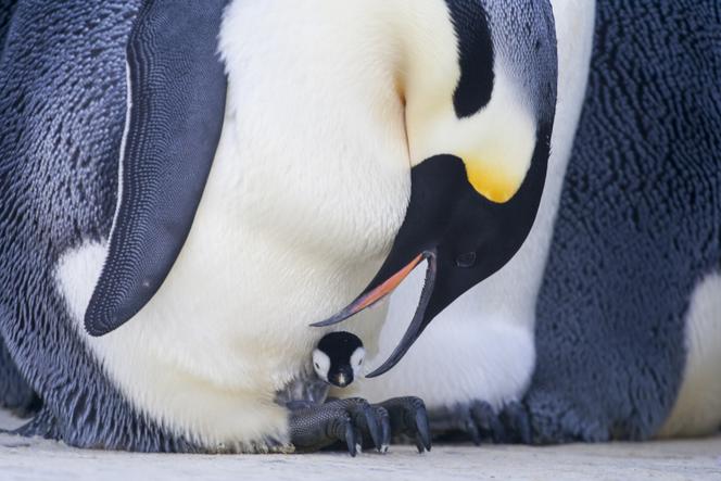 Un manchot empereur mâle et un poussin nouveau-né, en Antarctique.