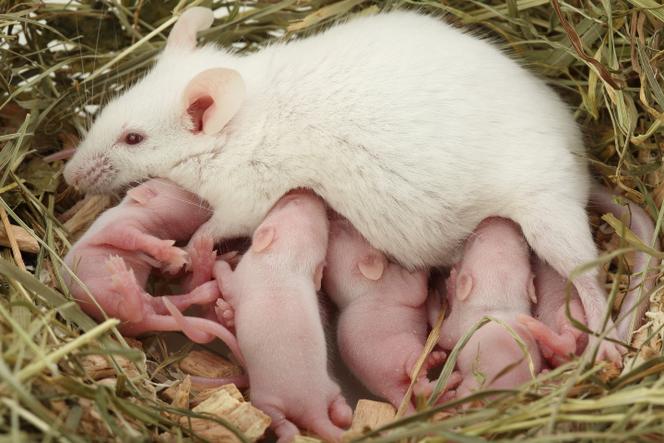 Souris blanche domestique (« Mus musculus domesticus ») femelle, allaitant ses petits.