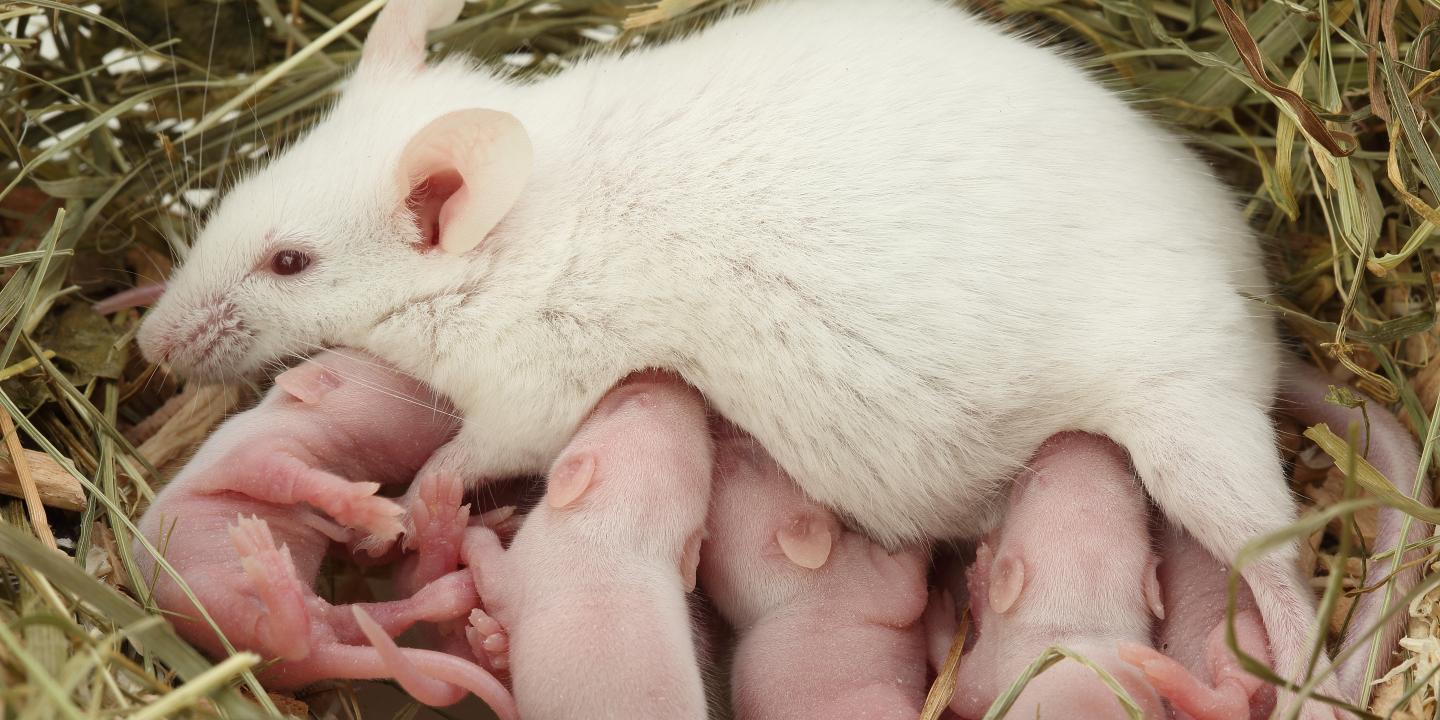 Une carence en fer chez la souris gestante induit une féminisation de certains embryons mâles