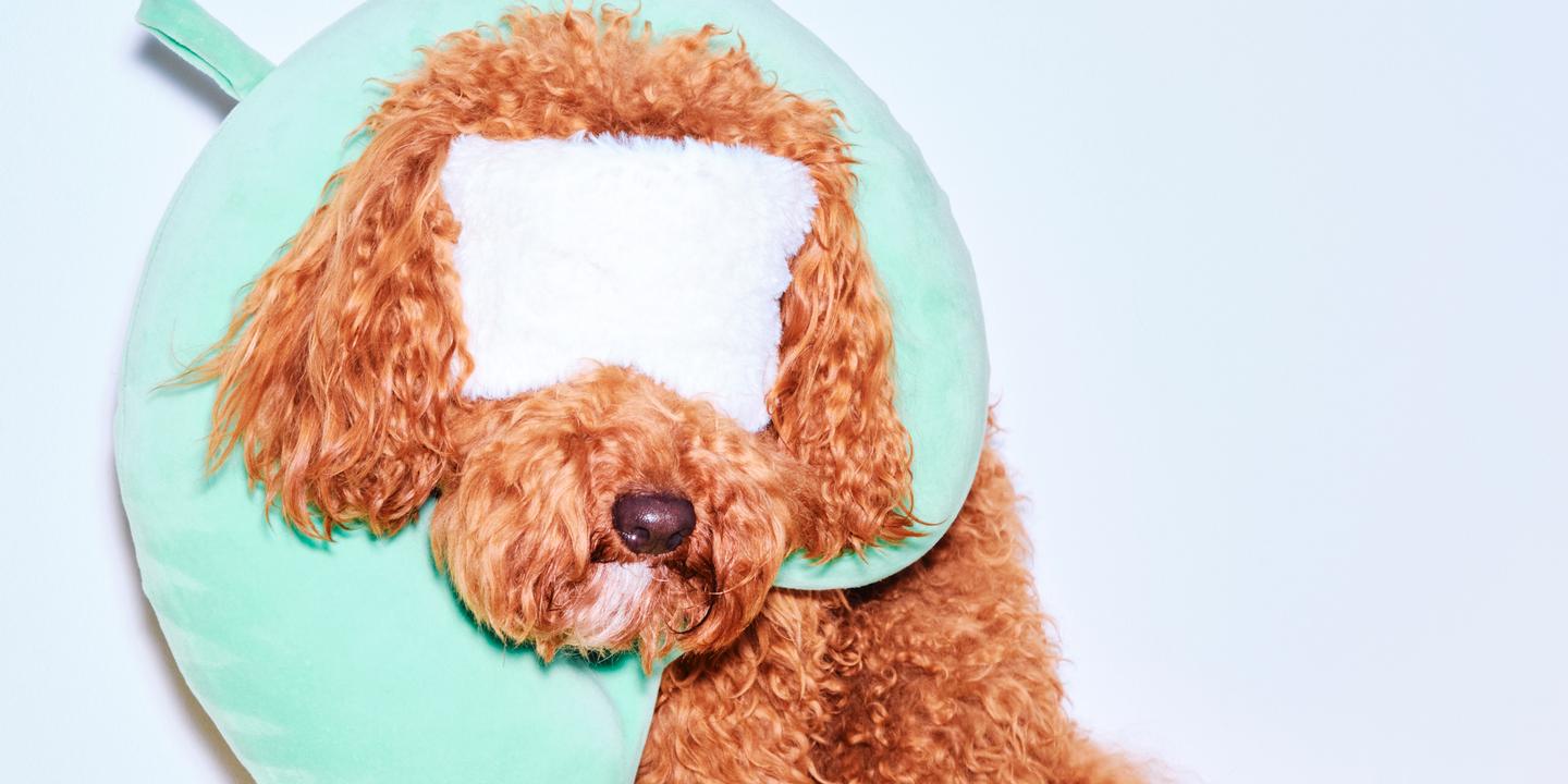 Does an emotional support animal belong on a plane?