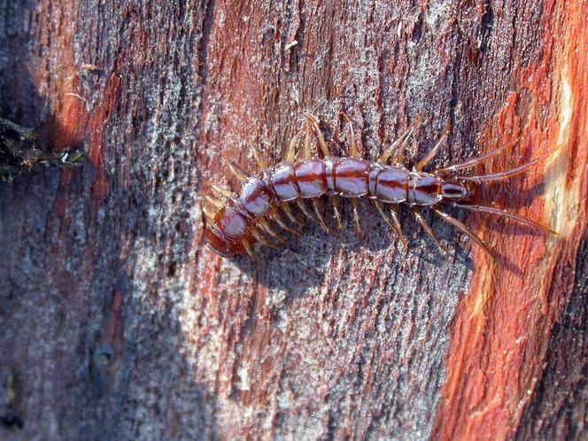 Chilopodes : « les mille-pattes », Parc national des Ecrins