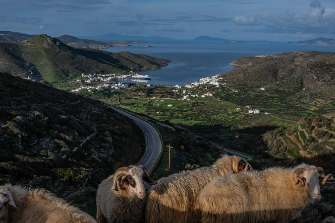 Des moutons au-dessus du port de Katapola, sur l’île d’Amorgos (Grèce),  le 15 février 2025.